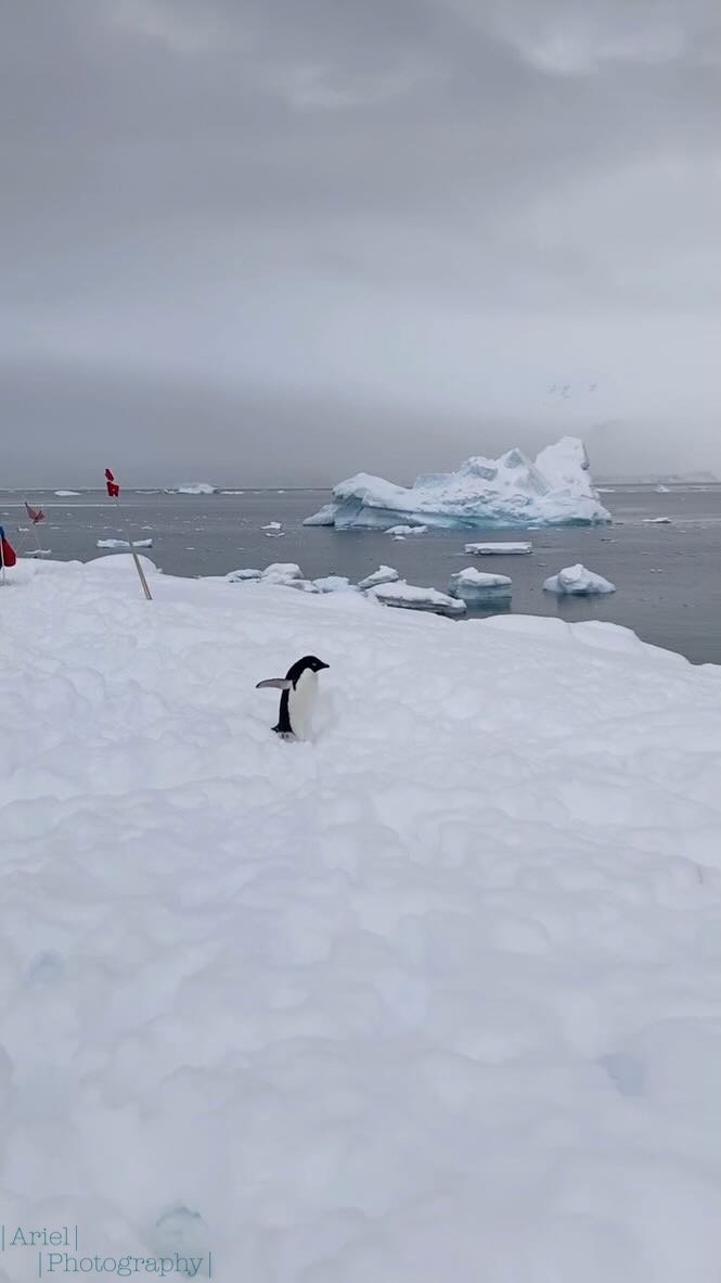 Adeli penguin in the Gentoo colony