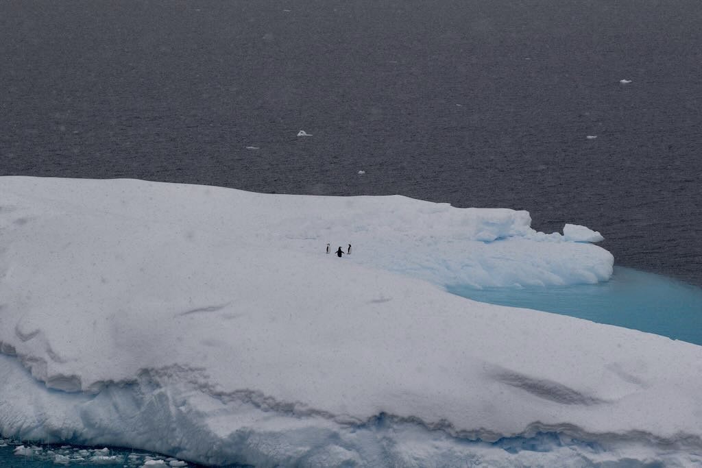 3 Chinstrap penguins on an iceberg