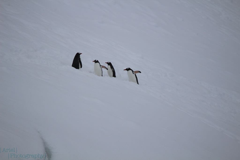 Traffic jam on a penguin highway