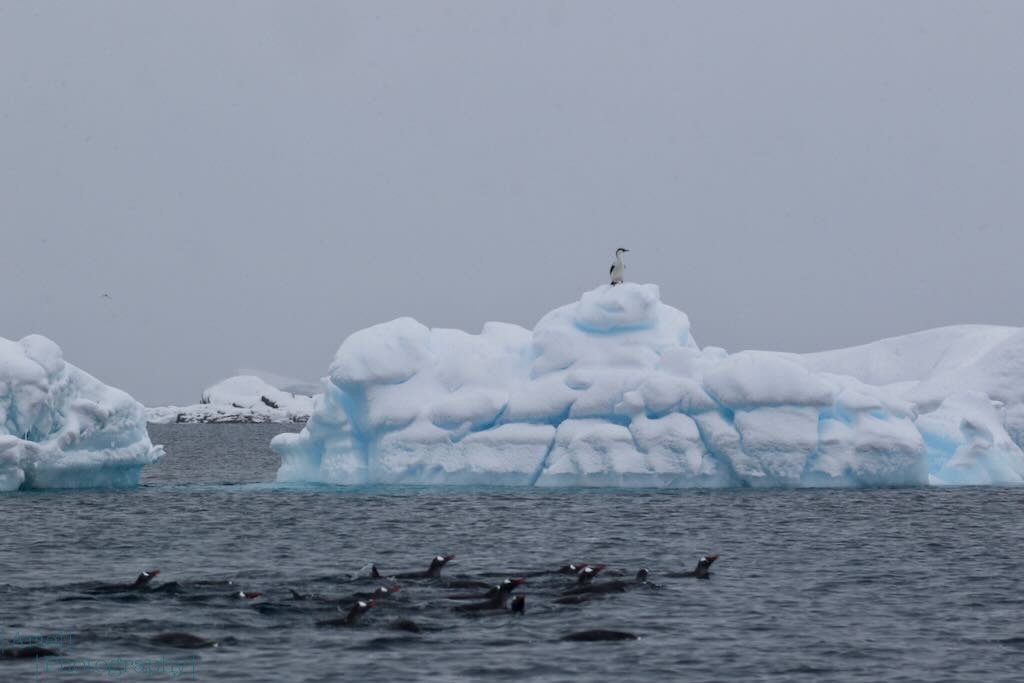 A raft of Gentoo penguins arriving in Antarctica for the season