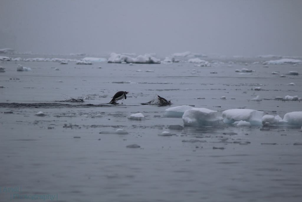Gentoo penguins "porpoising" through the water