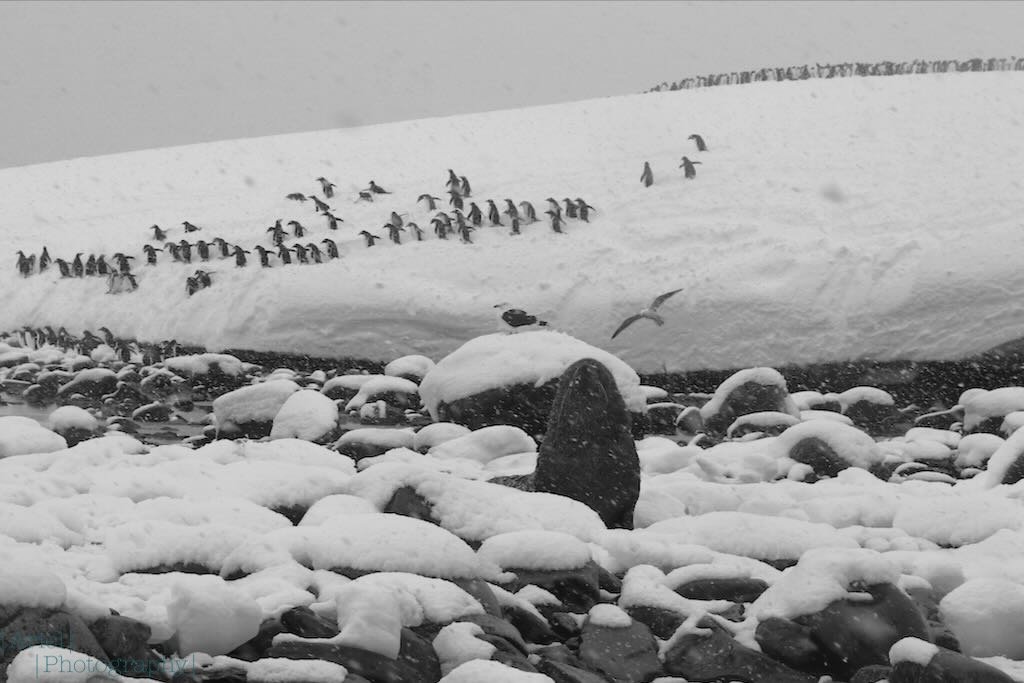 Gentoo penguins, a juvenile fur seal and a petrol of some kind
