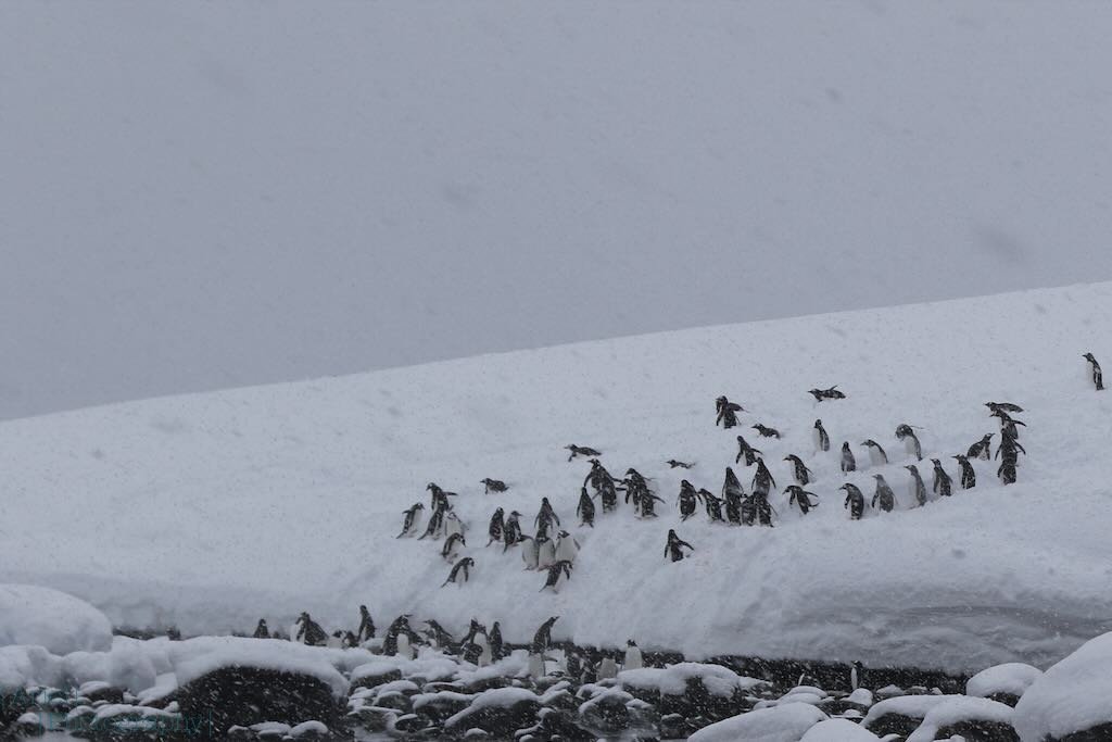 Penguins slipping down a snow bank