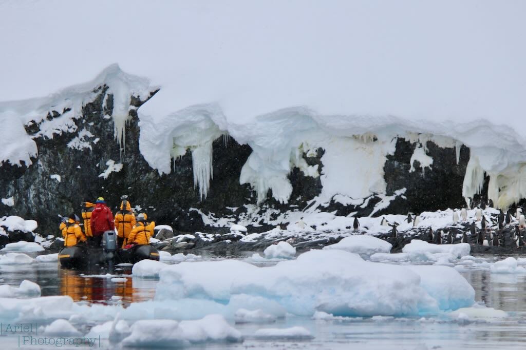 Exploring the Cuverville Island Gentoo penguin colony