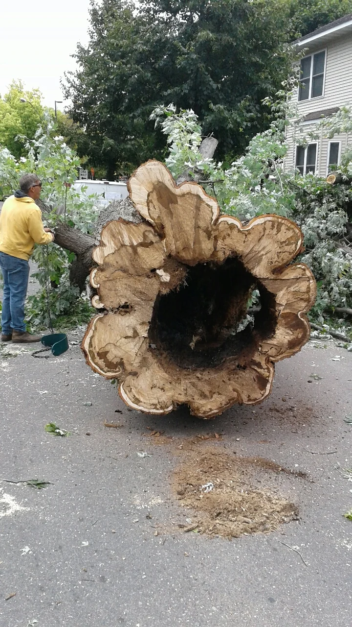 Best Tree Service Company Minneapolis Minnesota - Bee's Tree Service