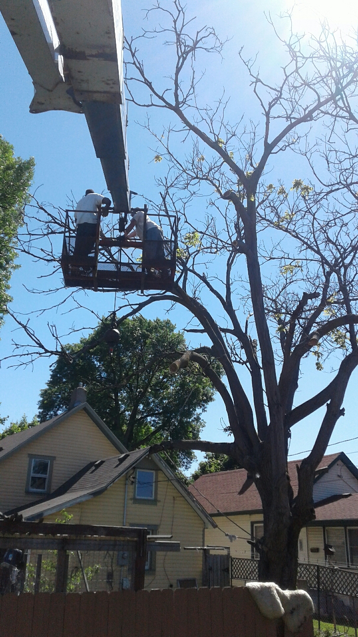 Large tree removal service Minnesota Tree Experts - Bee's Tree Service.jpeg