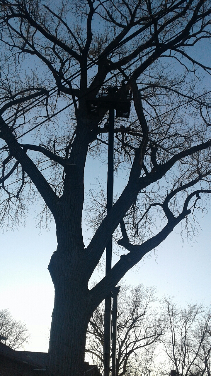 Best Tree company Twin Cities - Bee's Tree Service