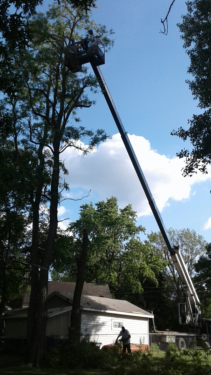 Experienced Tree Removal Company in Minneapolis, MN - Bee's Tree Service