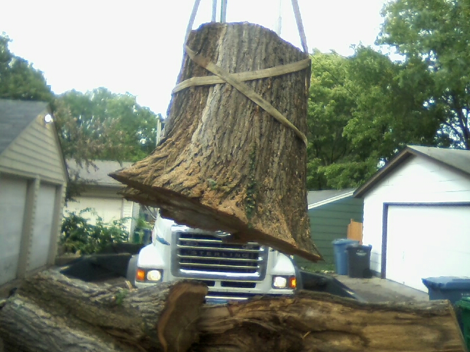 Cotton wood tree service and removal in Minneapolis, MN - Bee's Tree Service