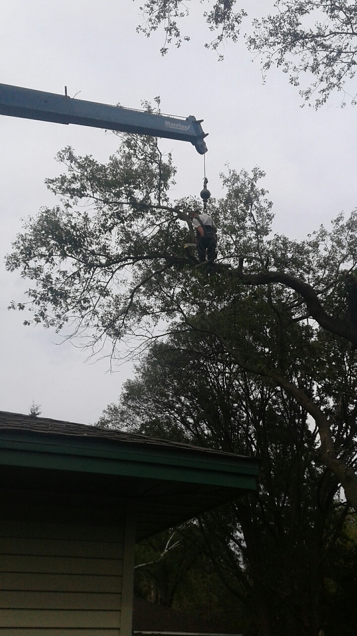 Best Tree Company in Minneapolis Minnesota - Bee's Tree Service