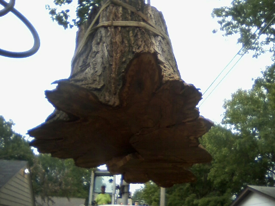 Twin cities Tree Removal Company - Bee's Tree Service