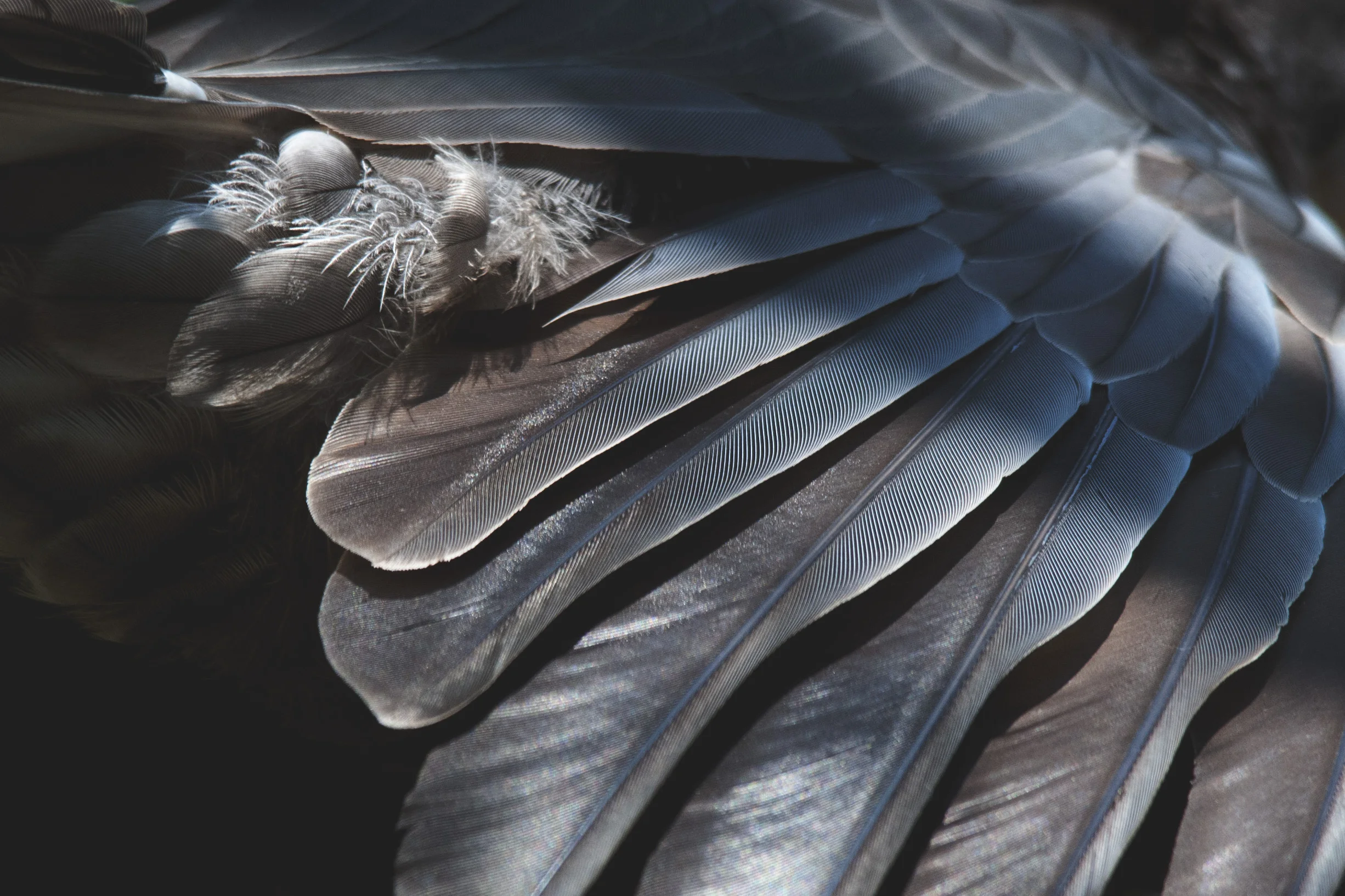 Attention to detail - Greater vasa parrot.jpg