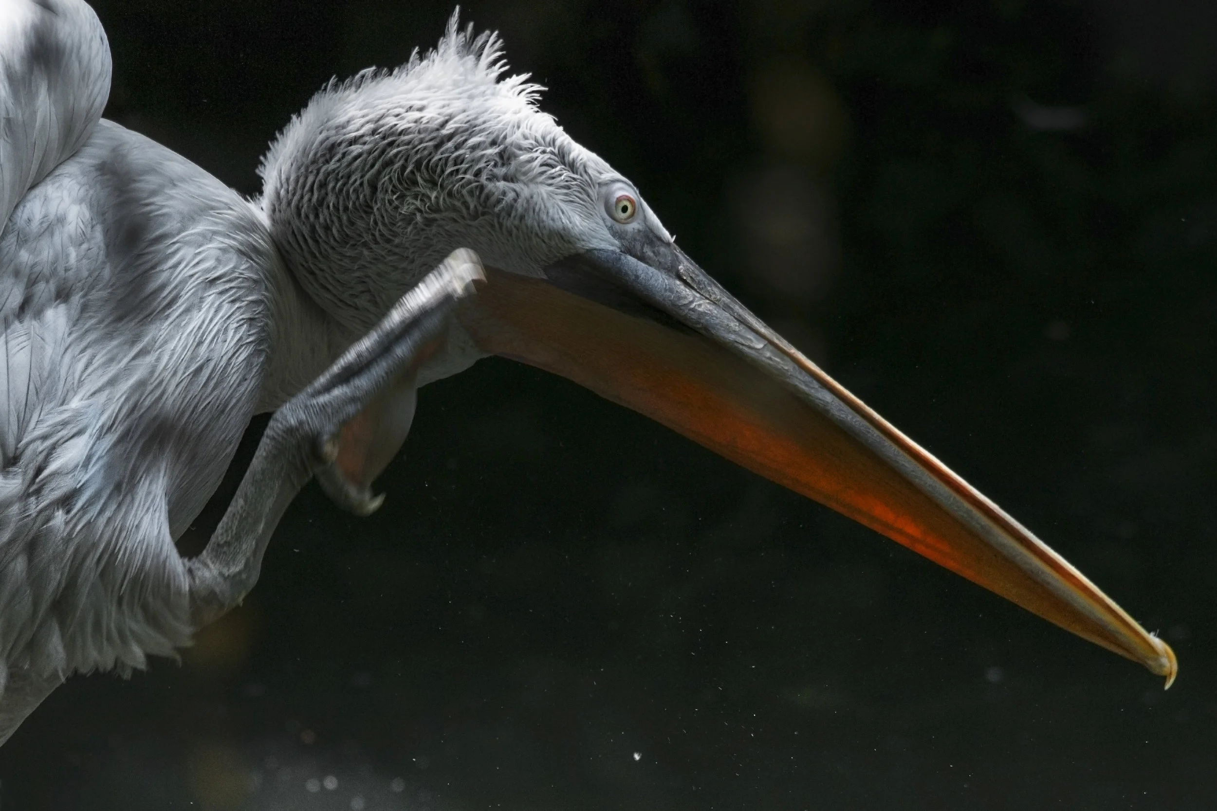 Bird behaviour - Dalmatian pelican.jpg