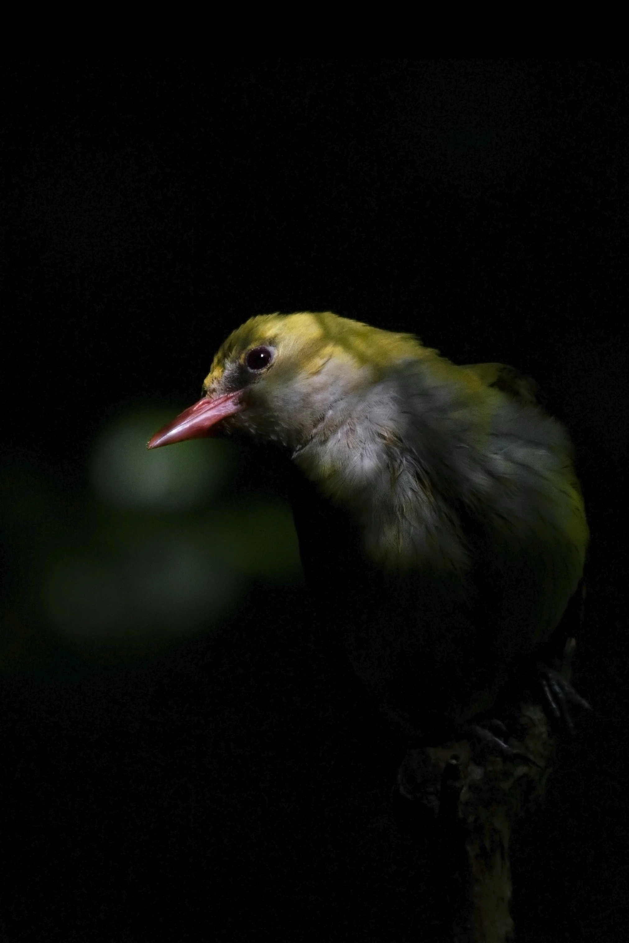 Portrait - profile.jpg