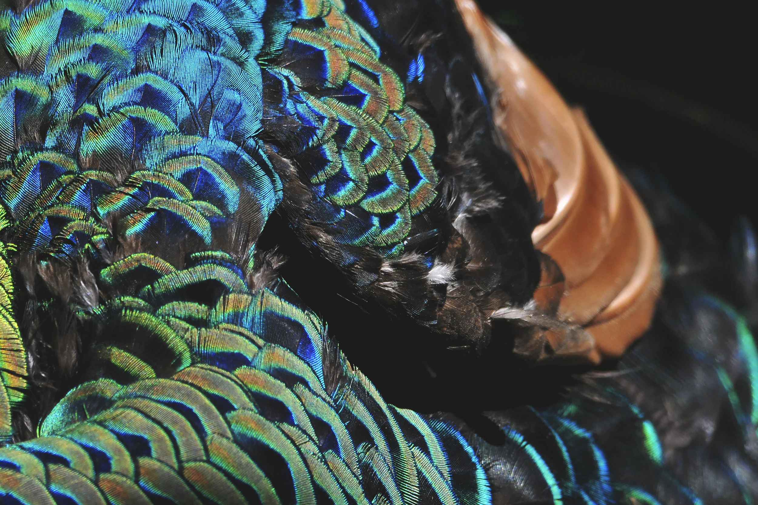 Attention to detail - Green peafowl.jpg