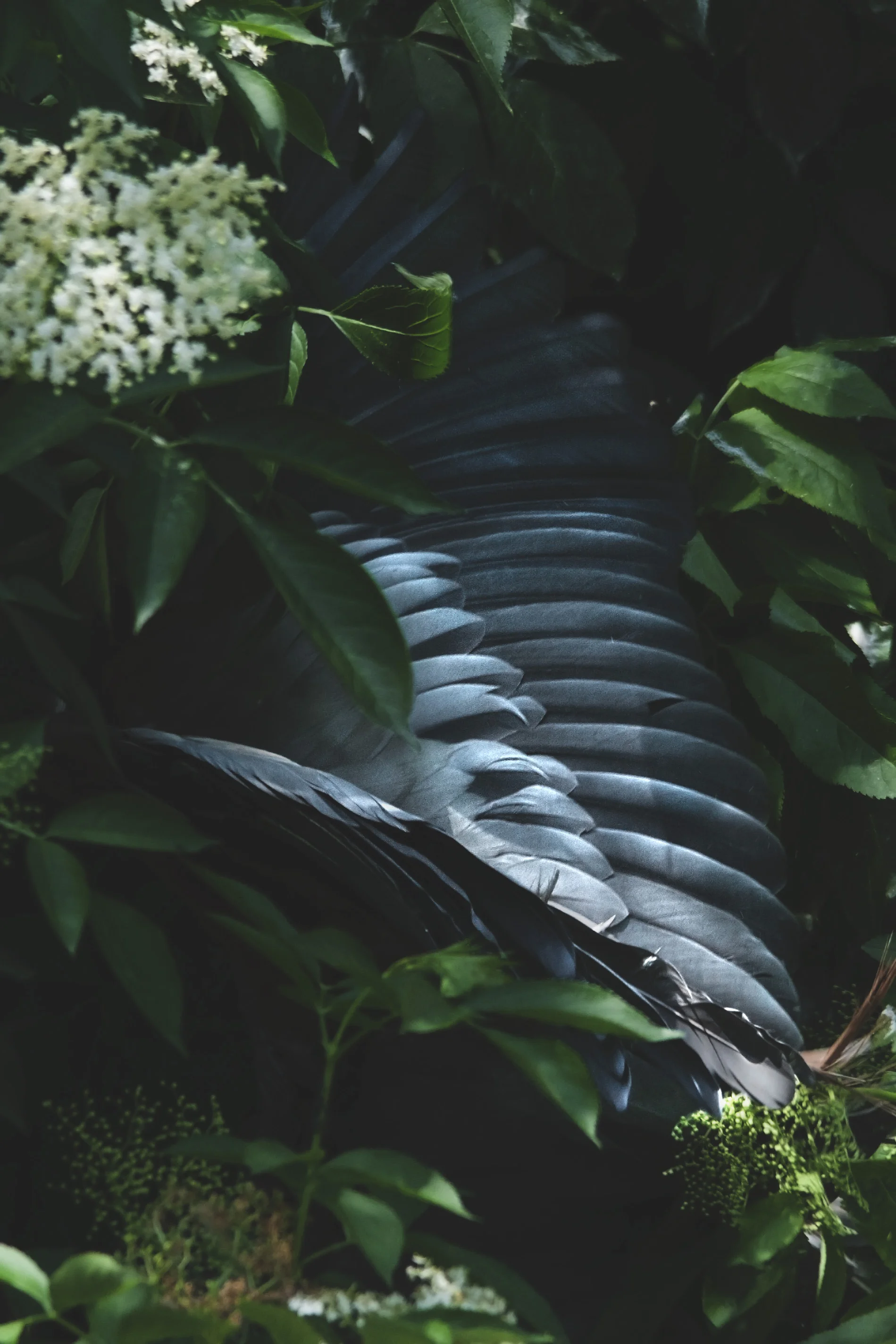 Birds in the enviroment - Purple heron.jpg