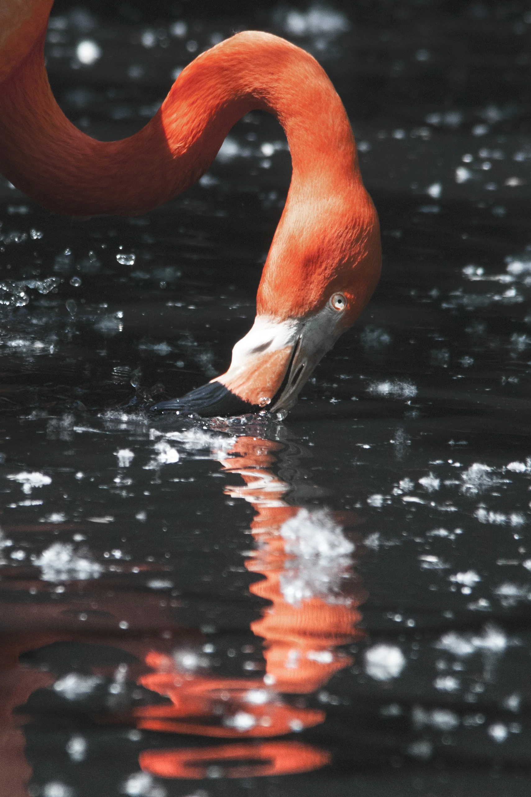 Bird behaviour - Chilean flamingo.jpg