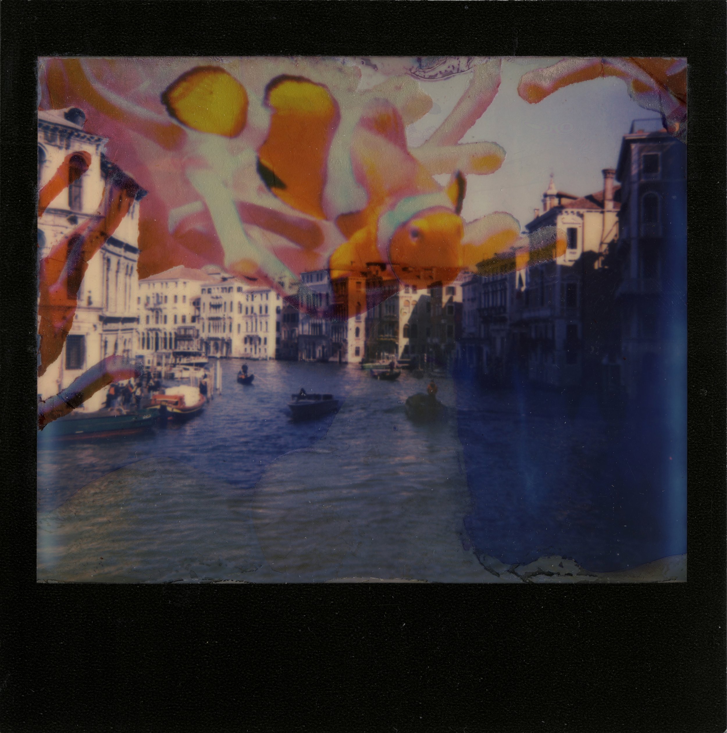 Animal daydreaming; clownfish