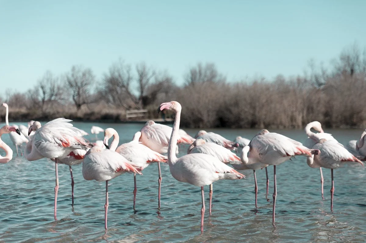 CAMARGUE