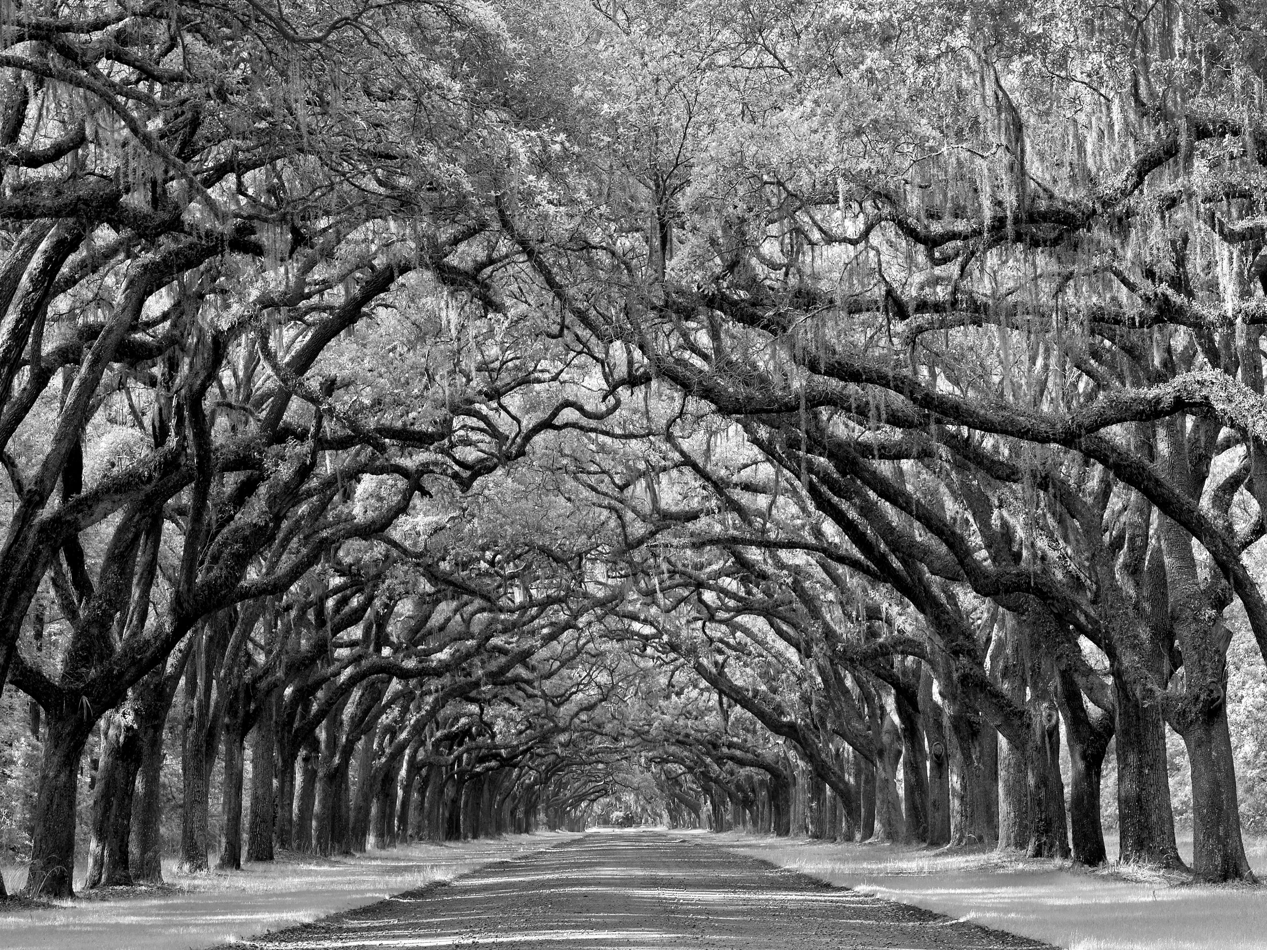 oak_ave_update18x24.jpg