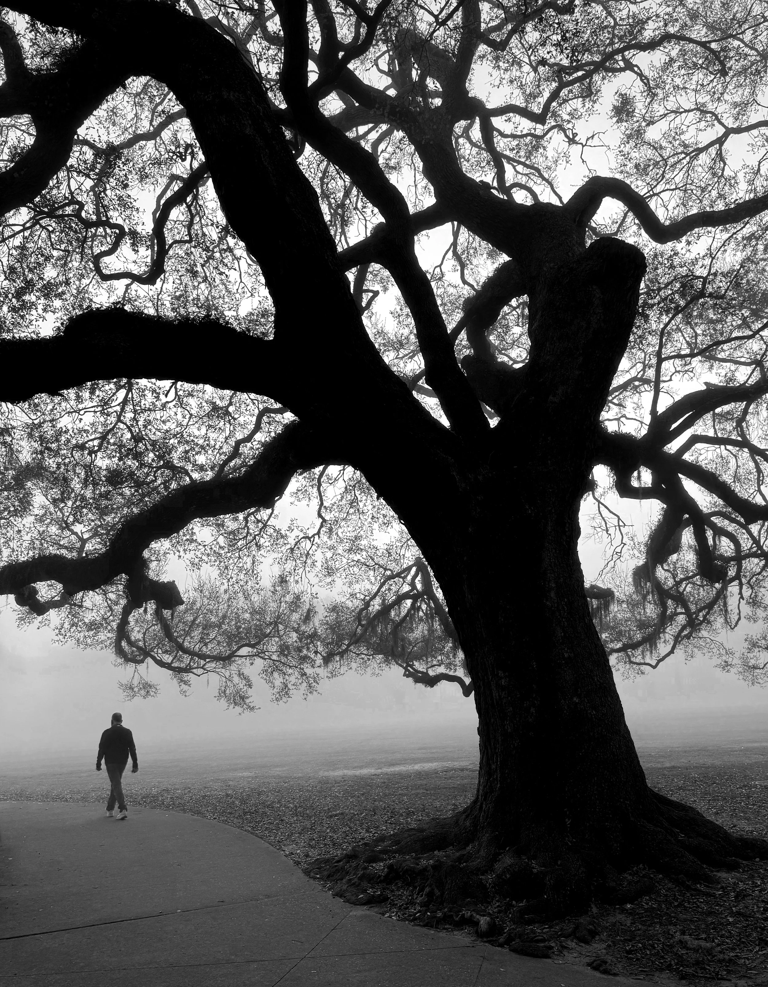 tree walker 16x20.jpg