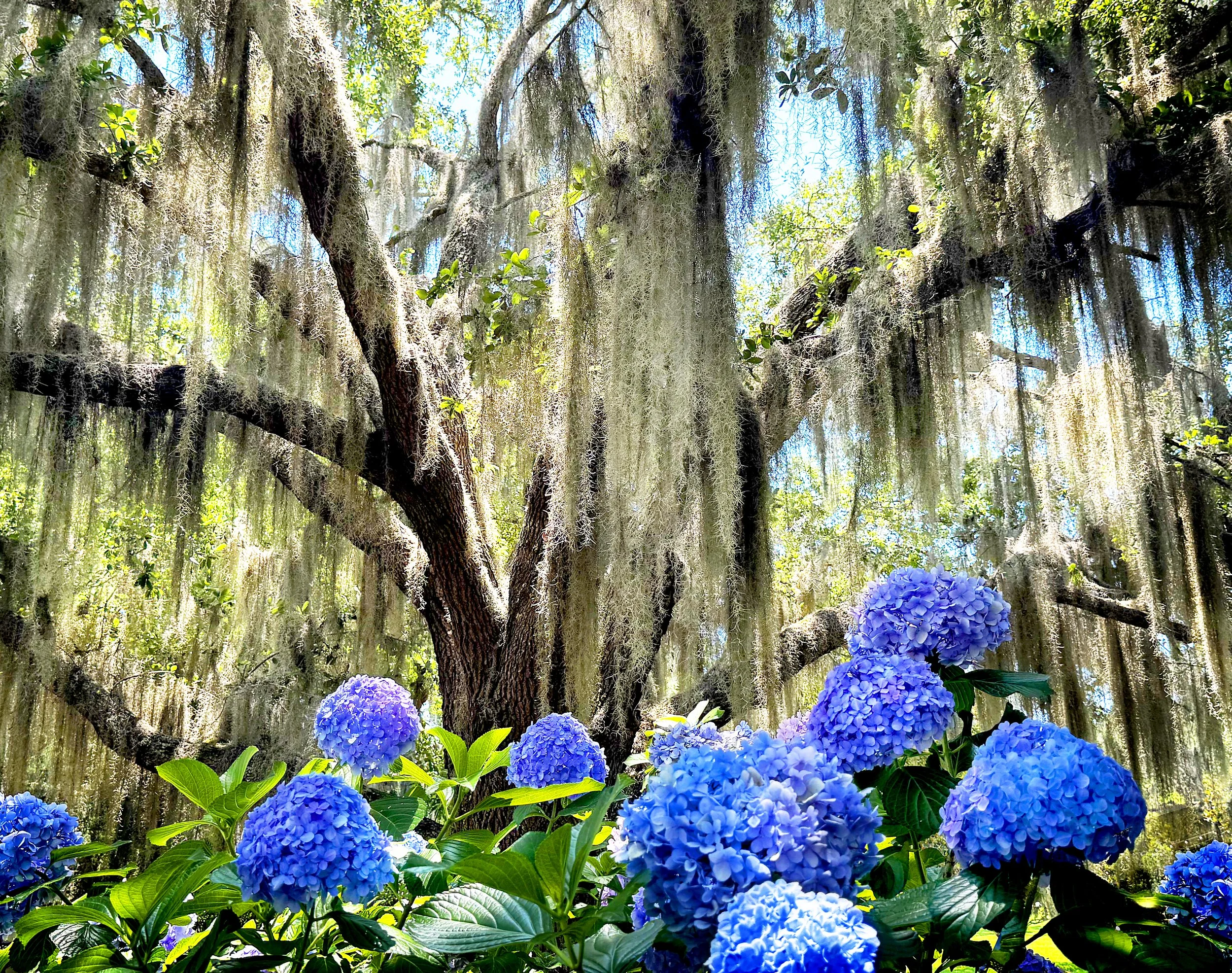 hydrangeas_moss_11x14.jpg