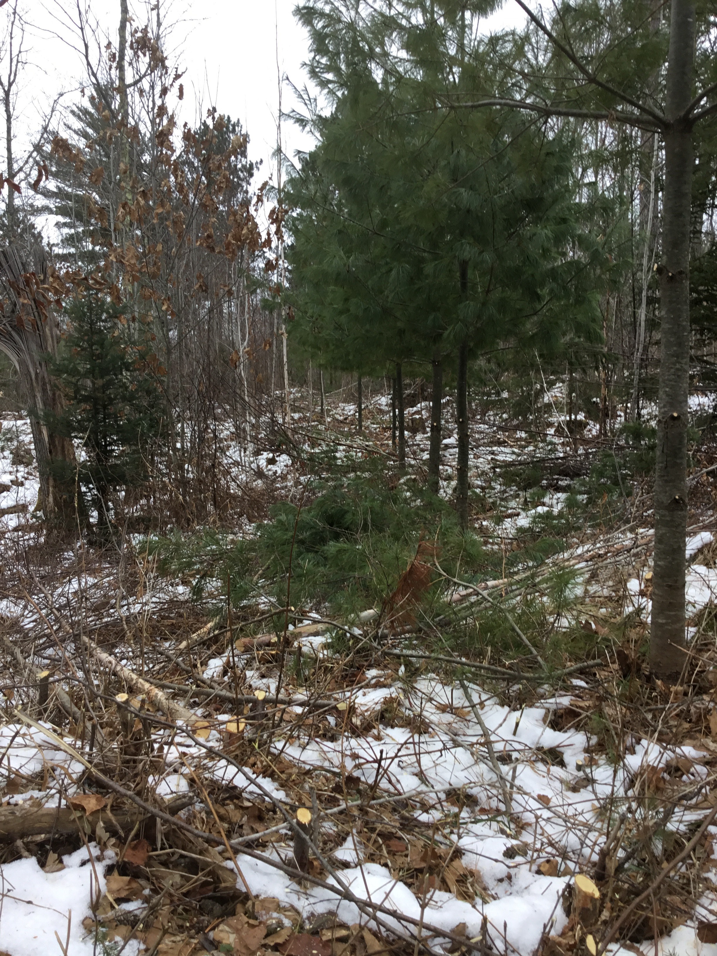 crop tree release.jpeg