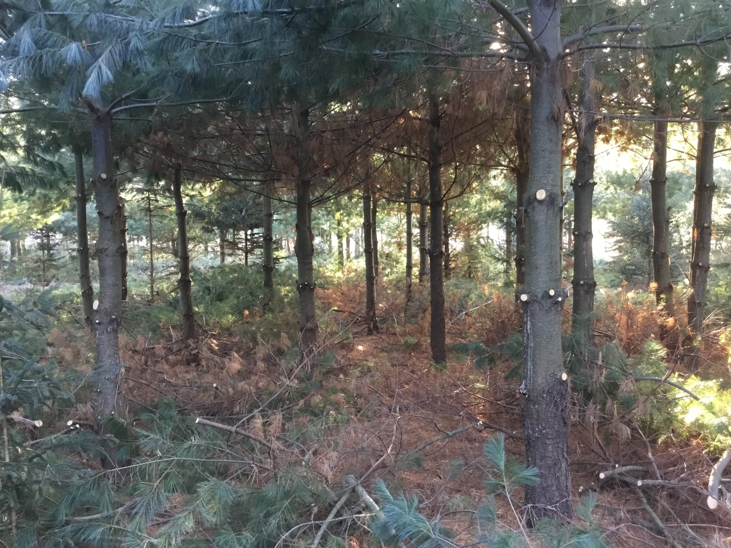 pruning.jpeg