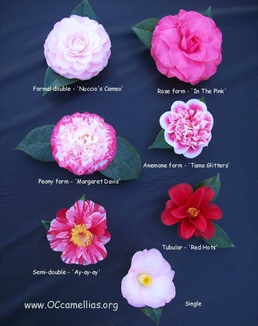 Camellia flowers