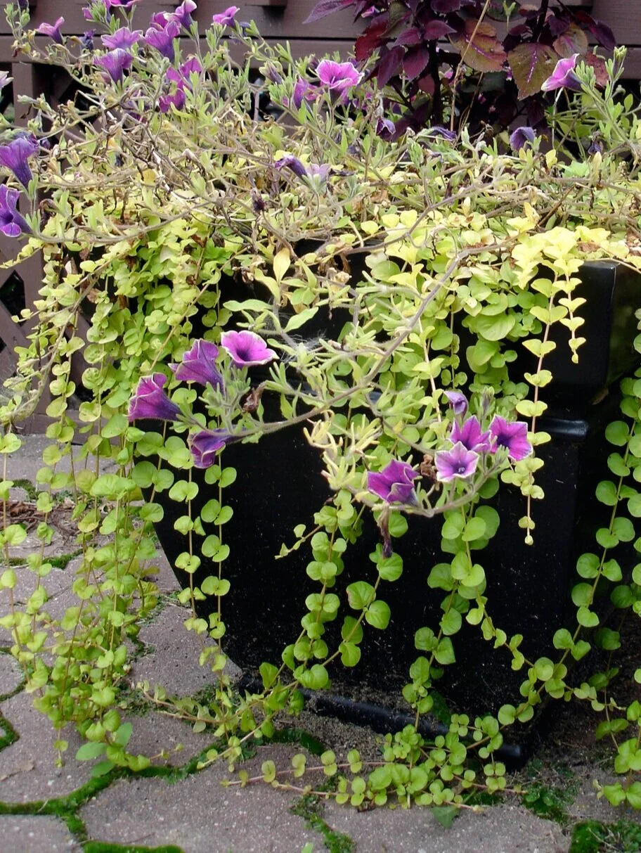 Chachula Design Spillers