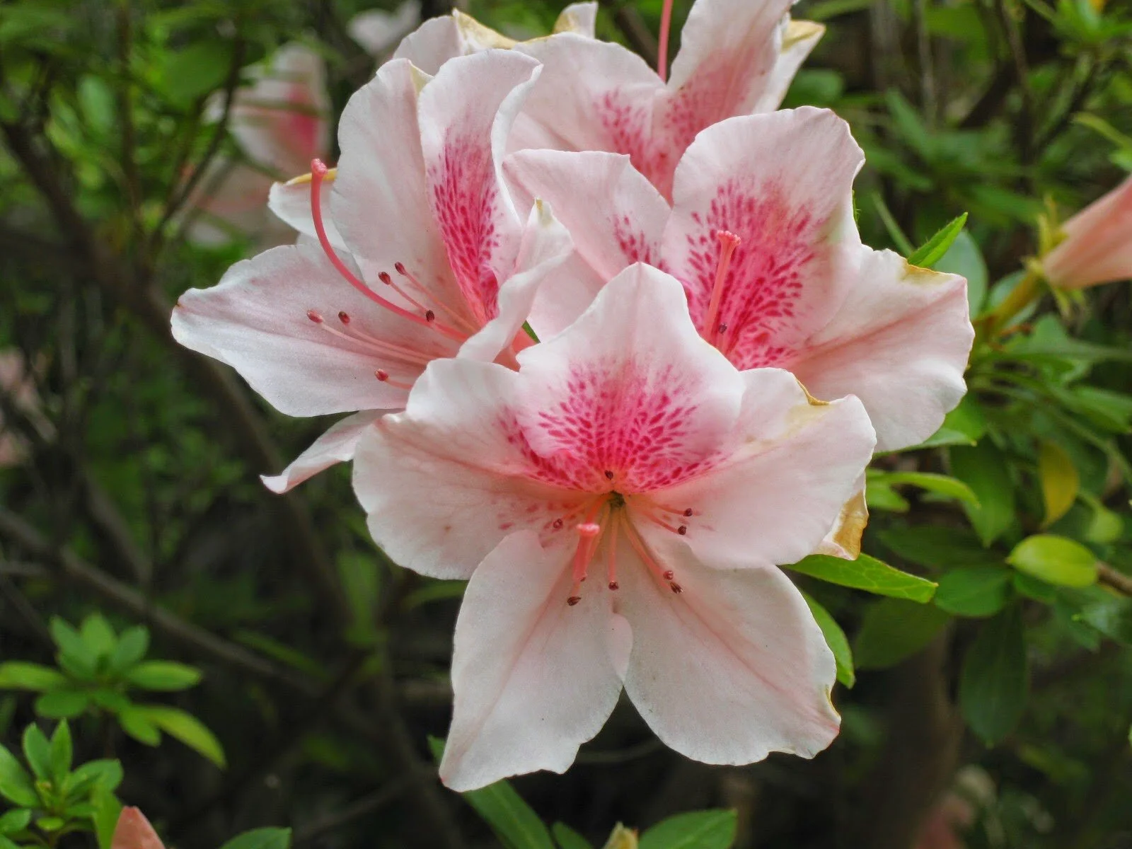 Aimeeparadise. Northern Lights Azalea Hybrids