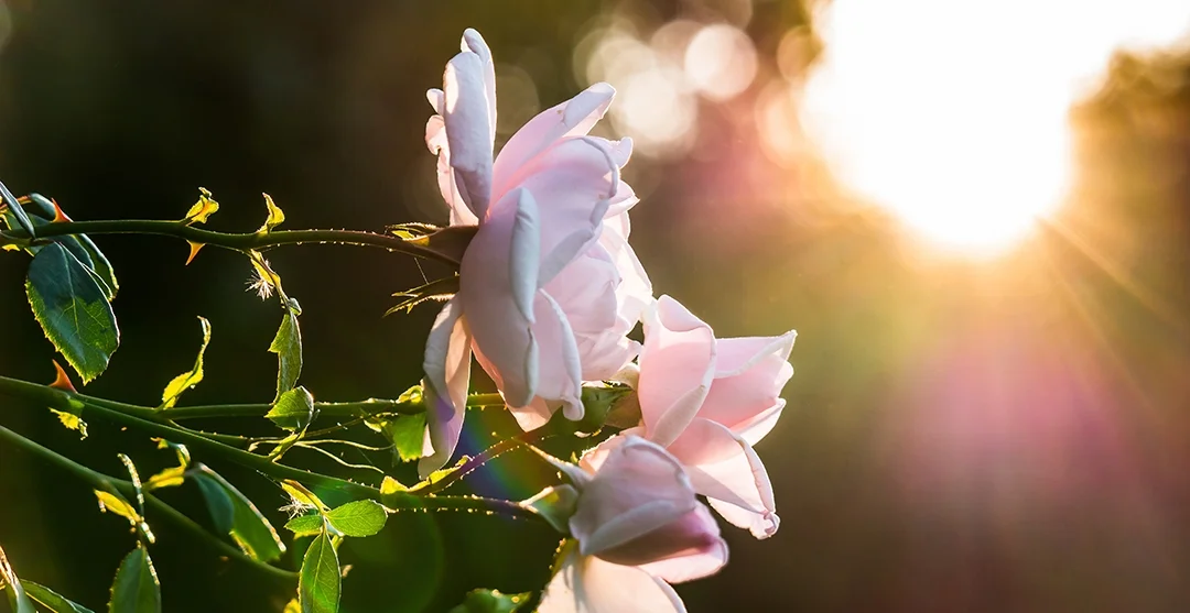 rose wt sun.jpeg