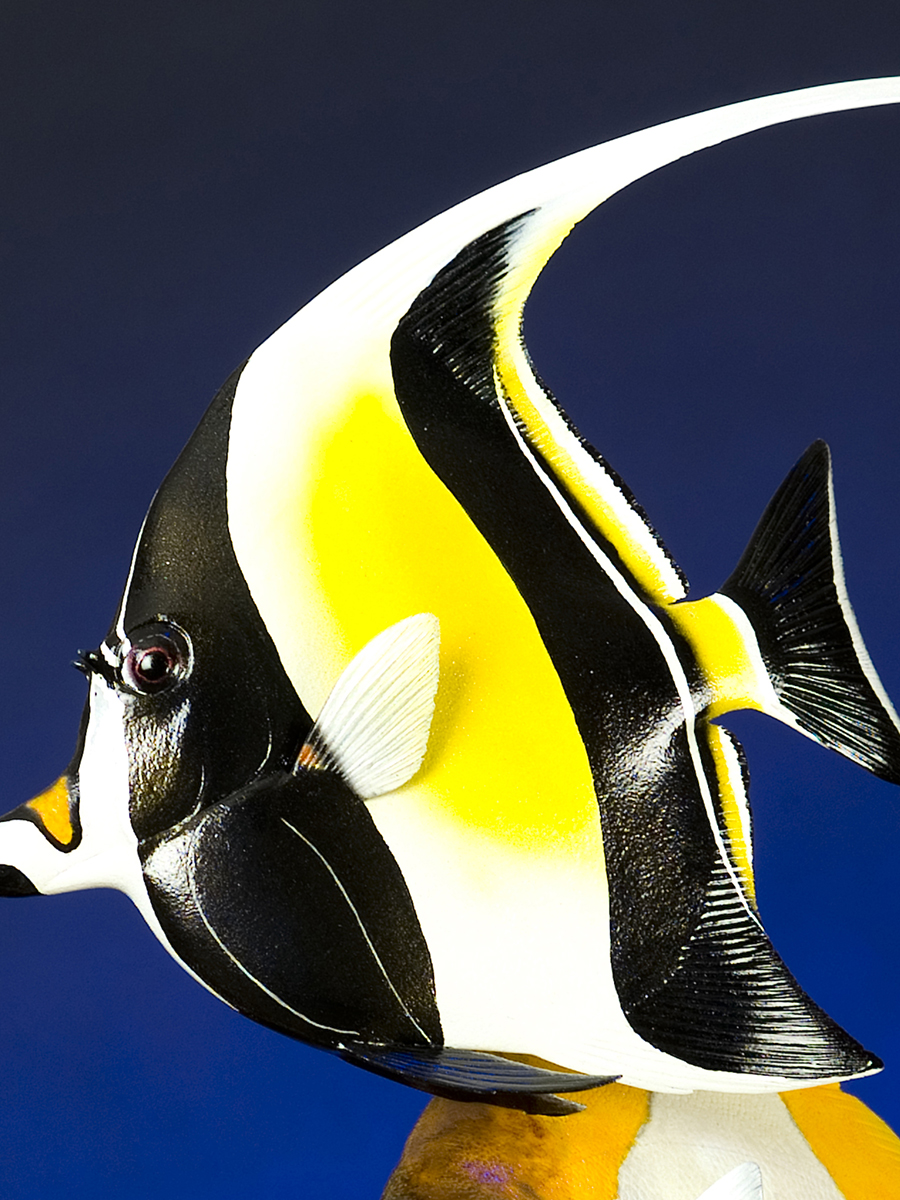 Fish5.jpg