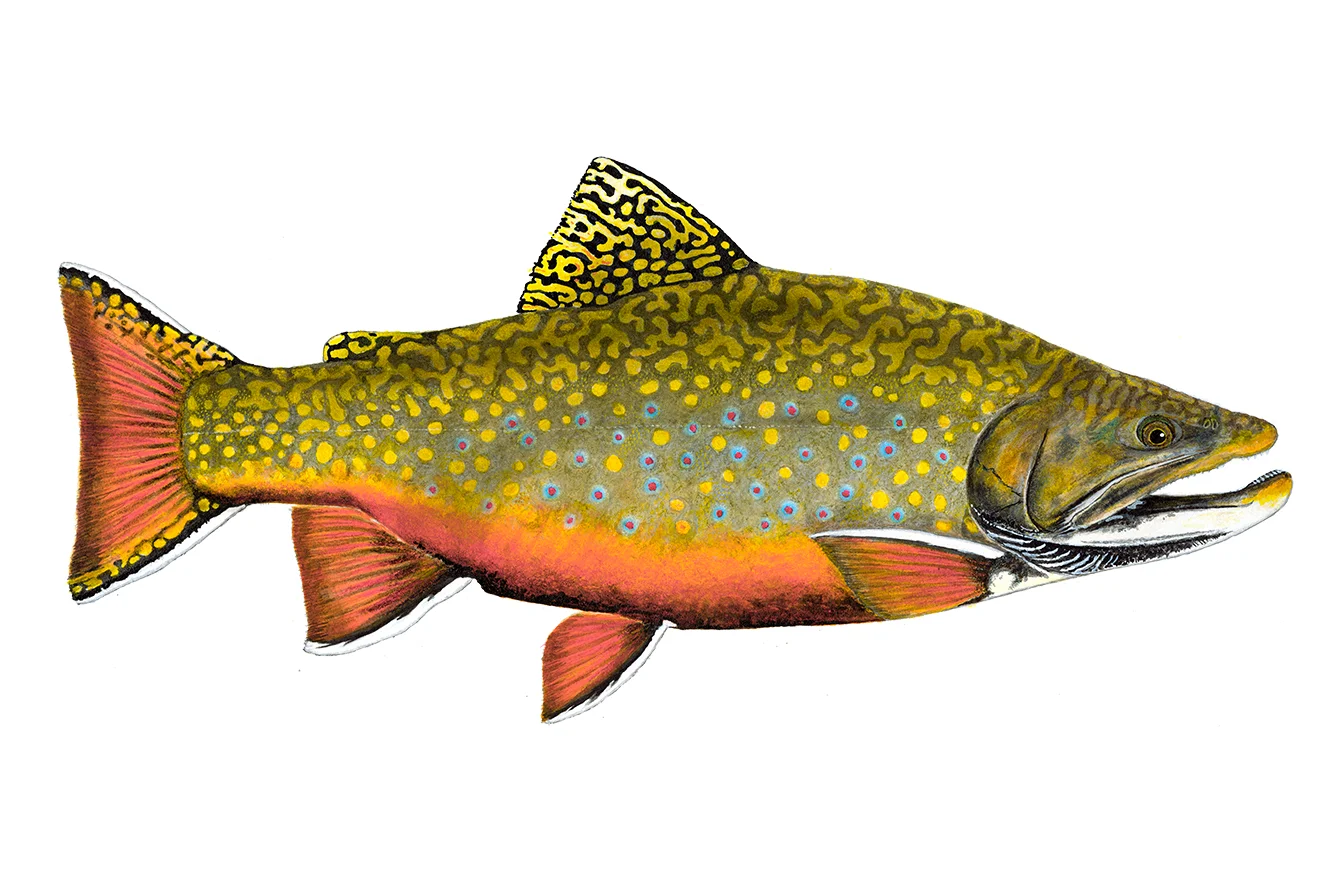 Brook Trout
