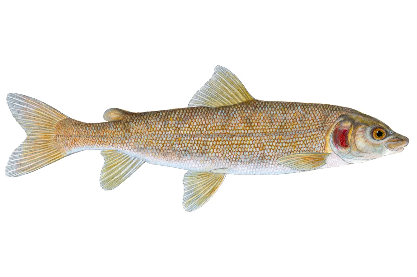 Mountain Whitefish