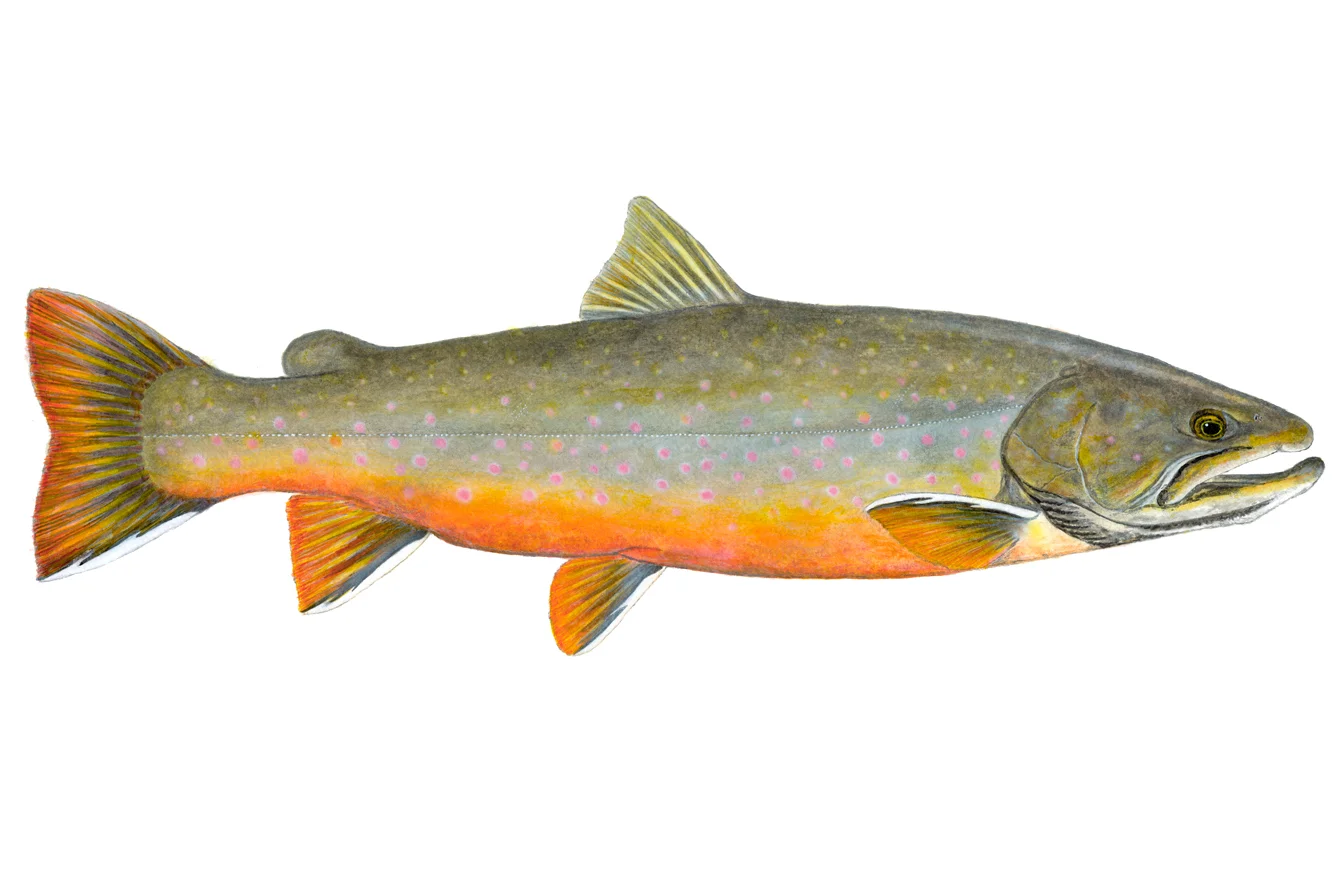 Bull Trout