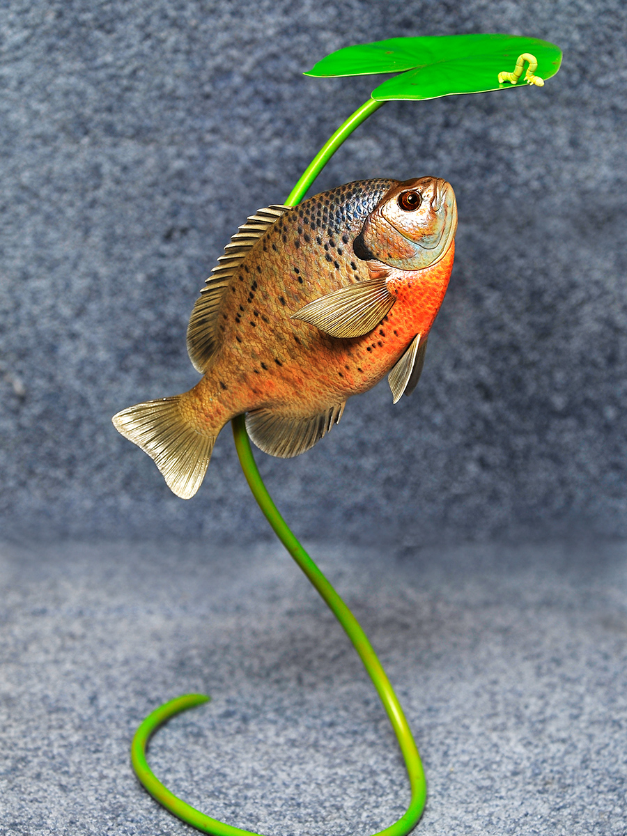 bluegill.jpg