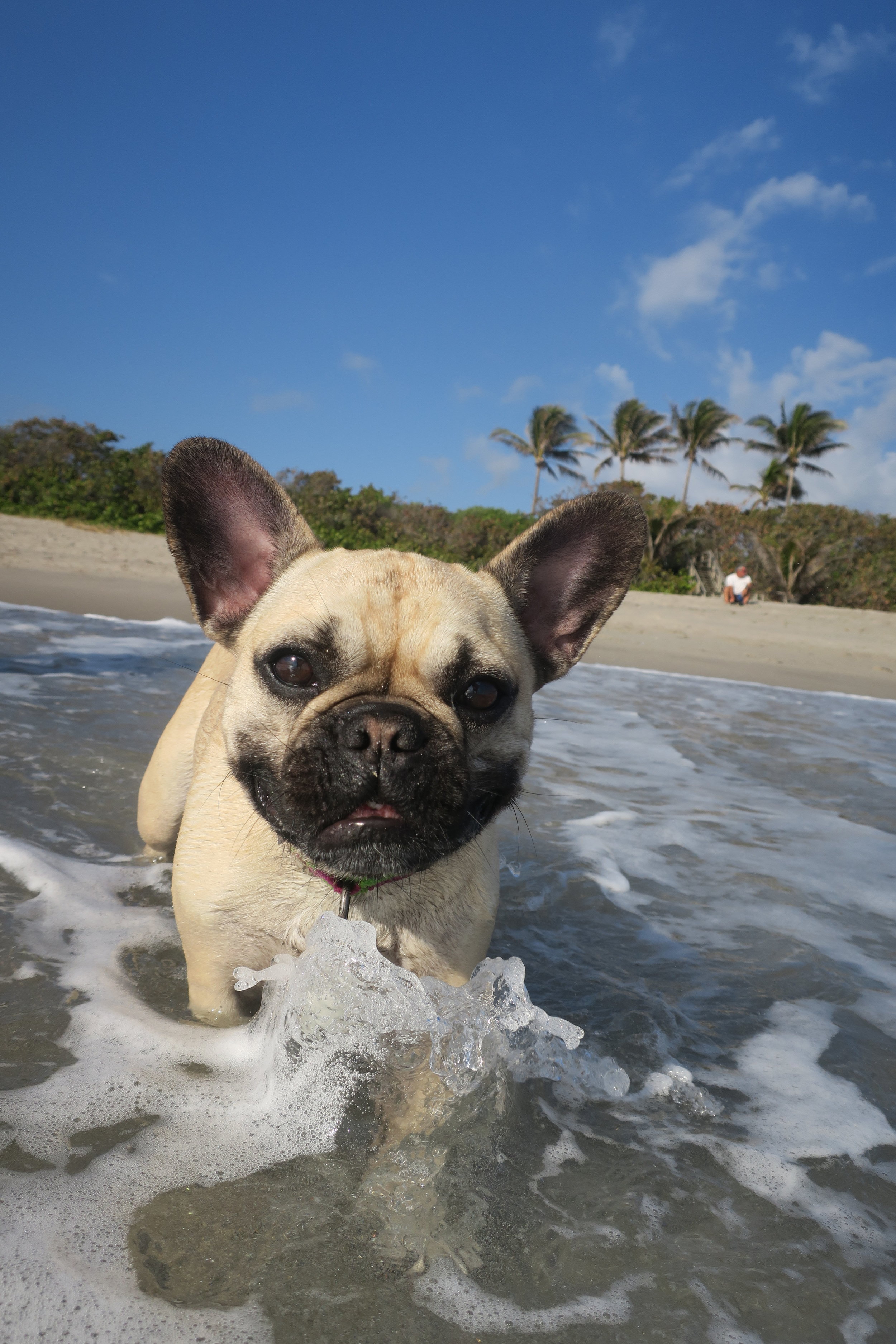 Frenchies can't swim? 