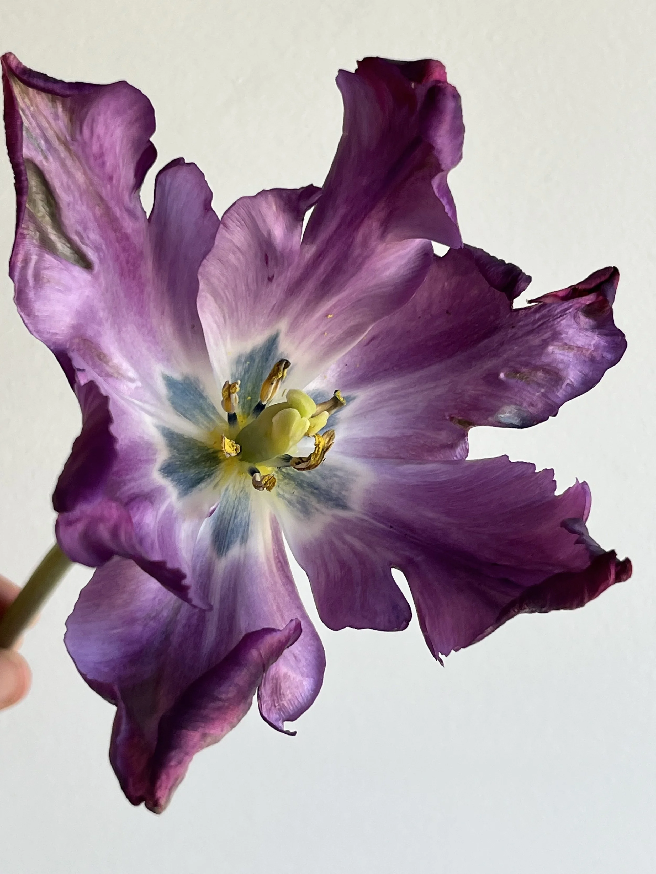 Tulip, Purple Parrot