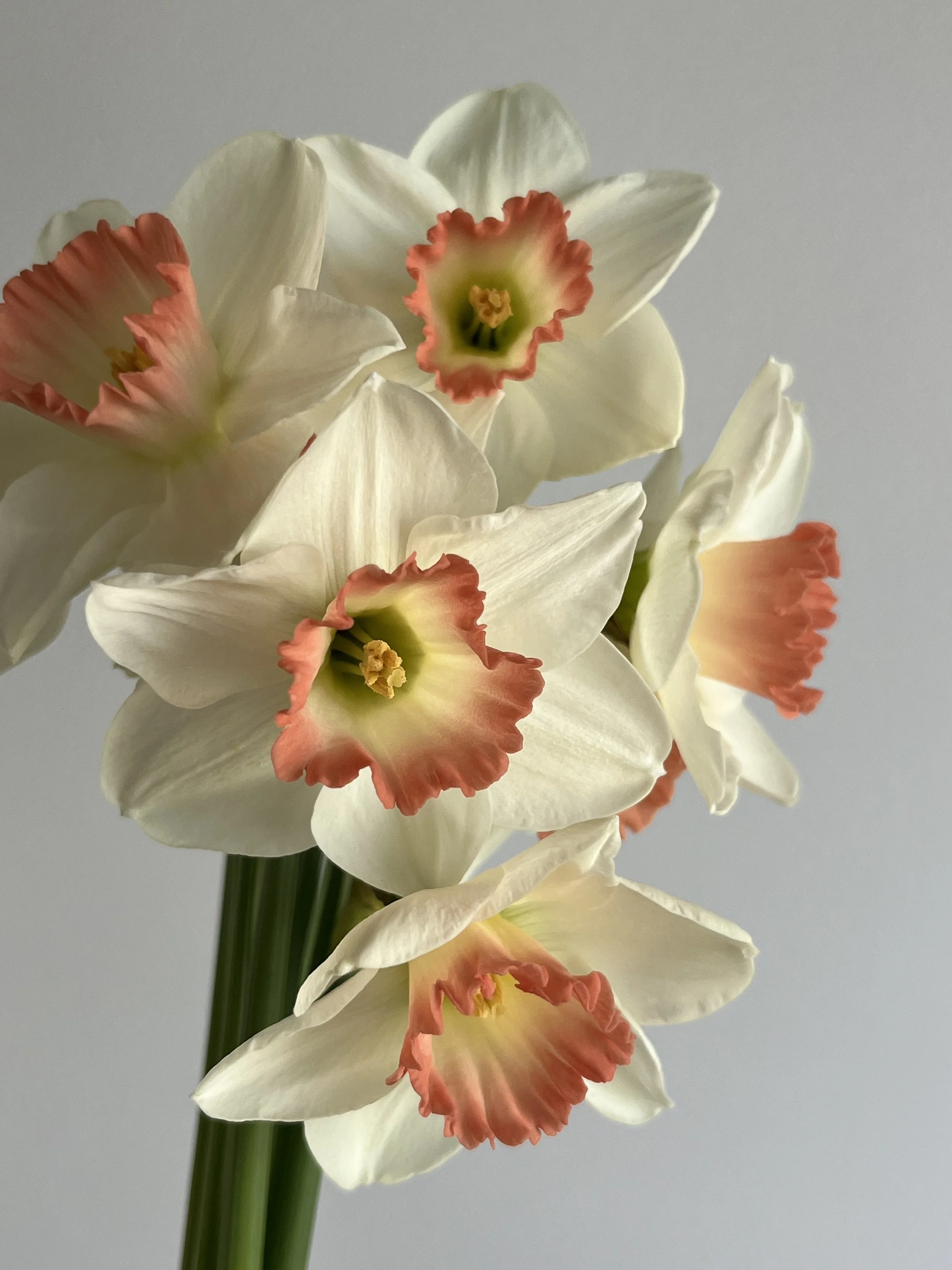 Daffodil, Precocious