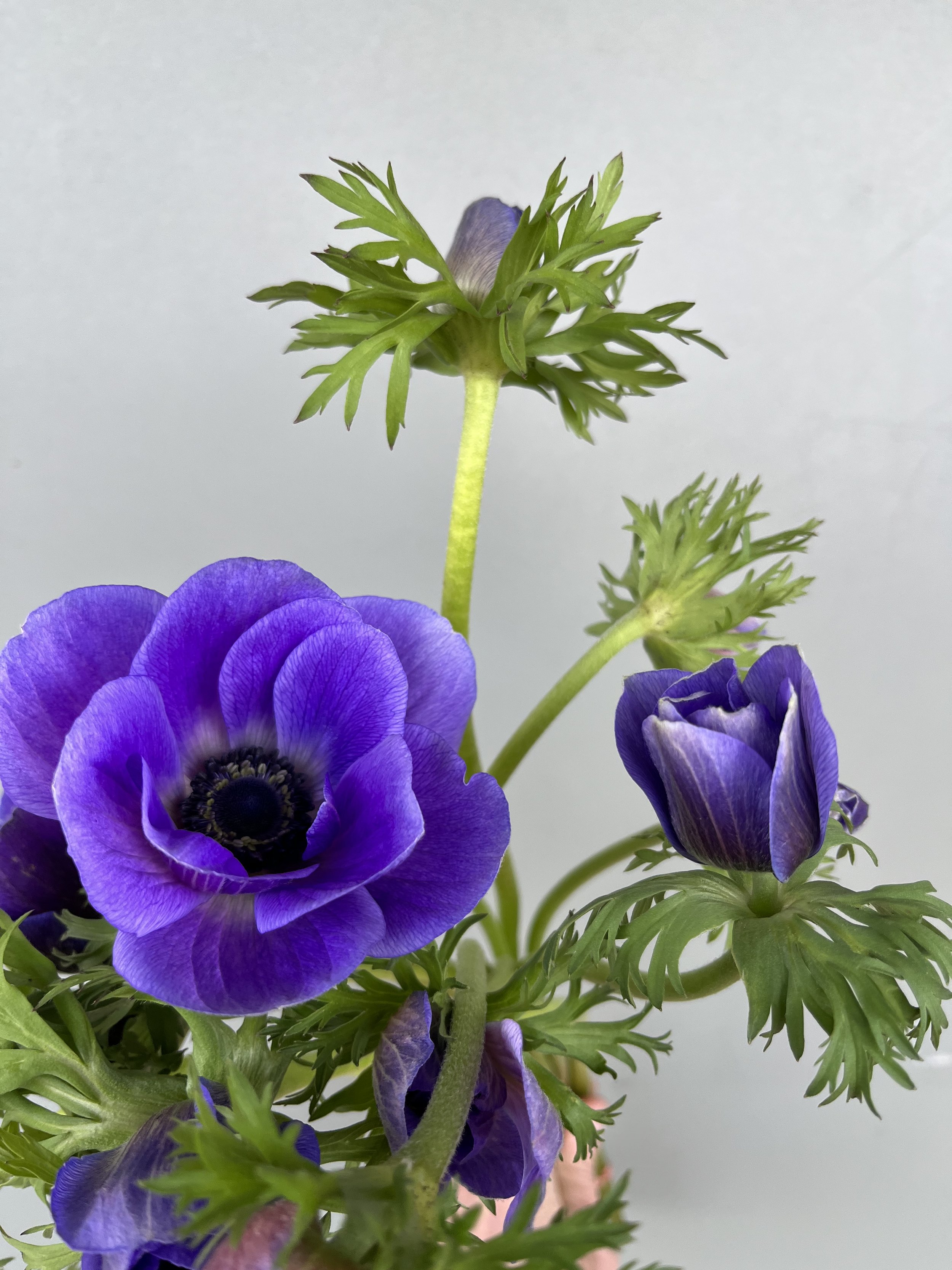 Anemone, purple