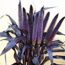 Millet, Purple Majesty