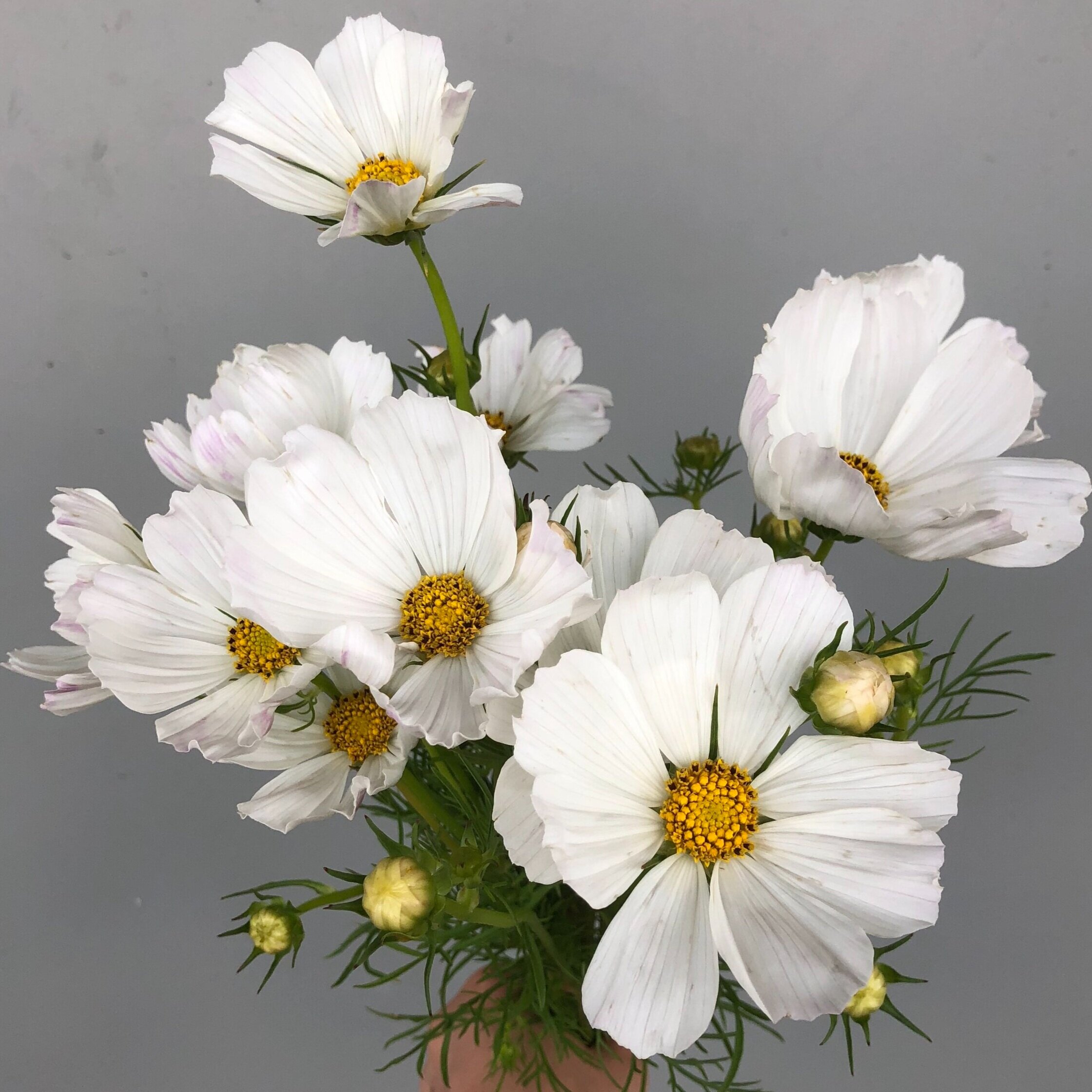 Cosmos, Afternoon White