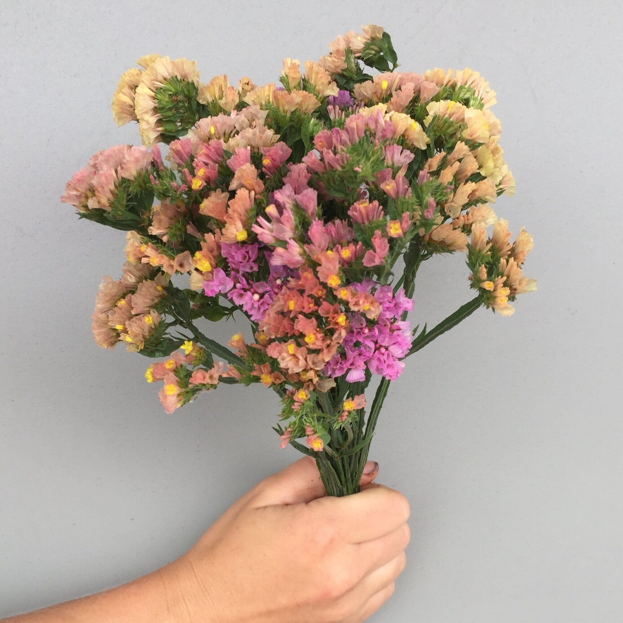 Seasonal List-July — Twin Cities Flower Exchange
