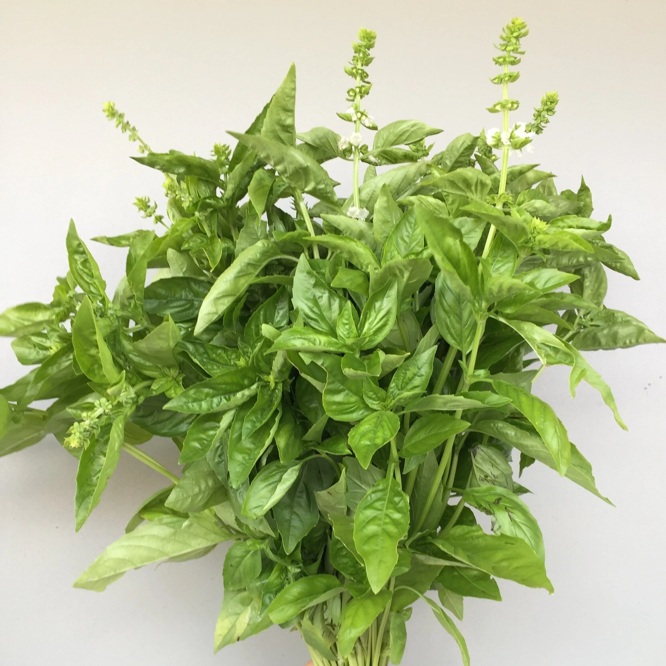 Basil, Lemon