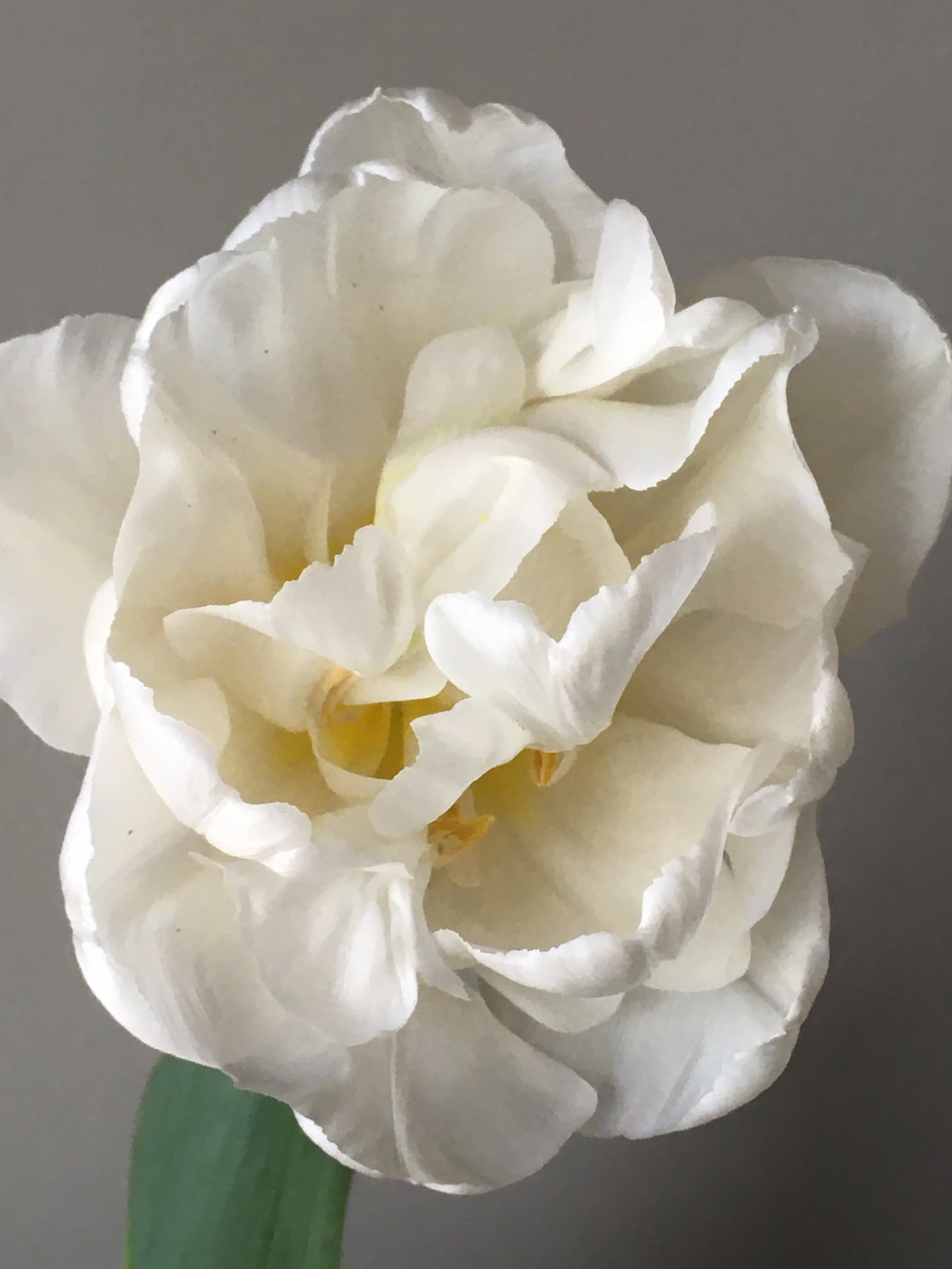 Tulip, Mondial