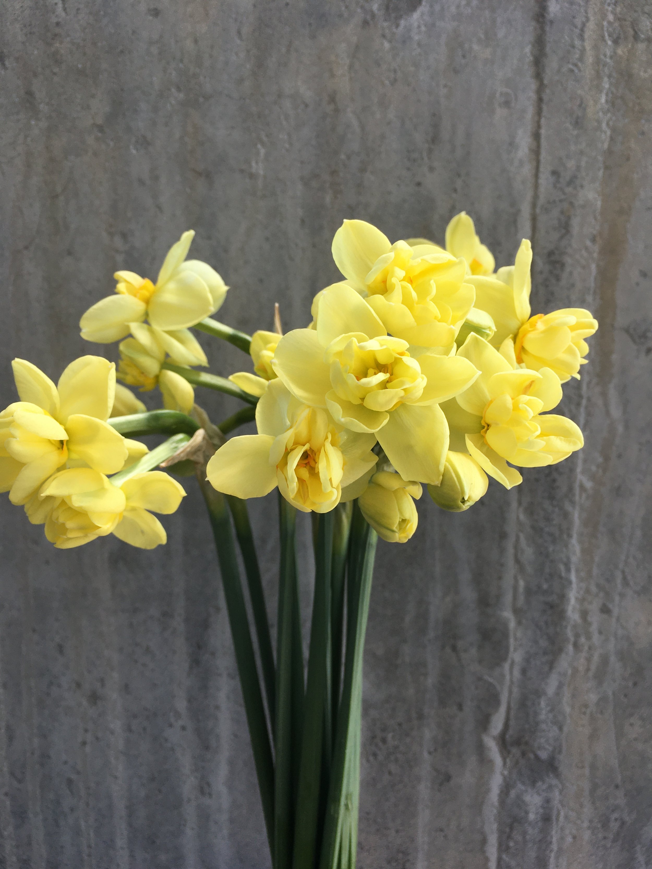 Seasonal List-May — Twin Cities Flower Exchange