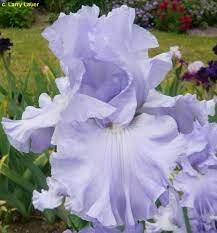 Bearded Iris, Nestucca