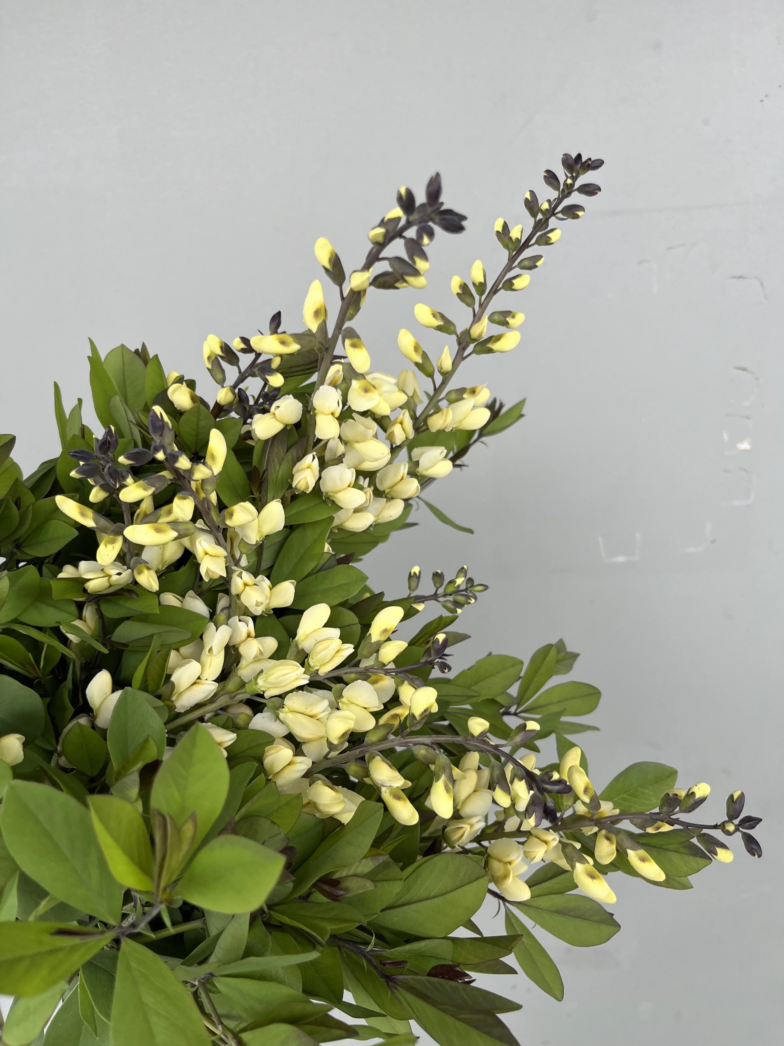 Baptisia, Vanilla