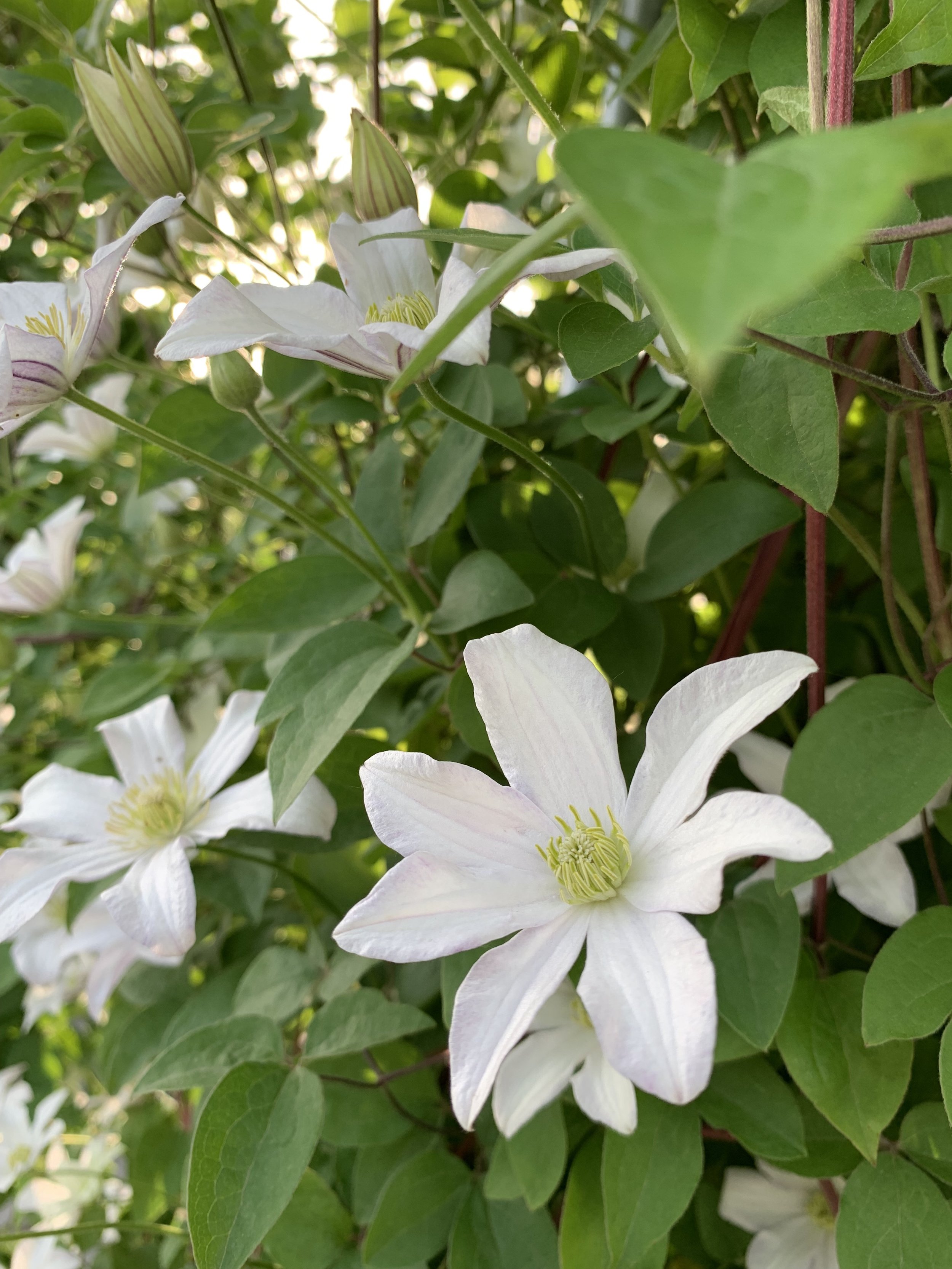 Clematis, Holding